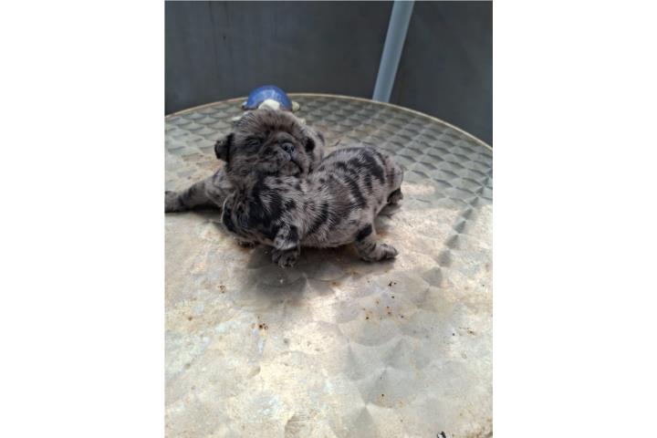 Pug merly macho y hembra