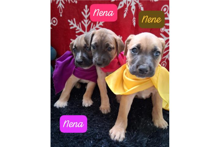 Perros para adopcion