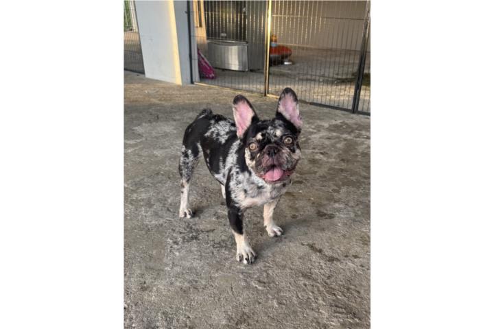Nena FrenchBulldpg Merle