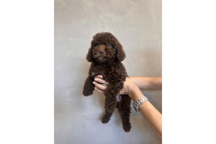 Toy goolden Doodle brown