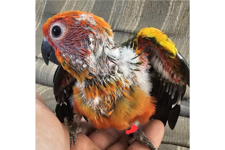 Sunconure de redfactor