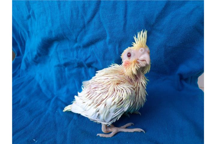 Cockatiel bebé