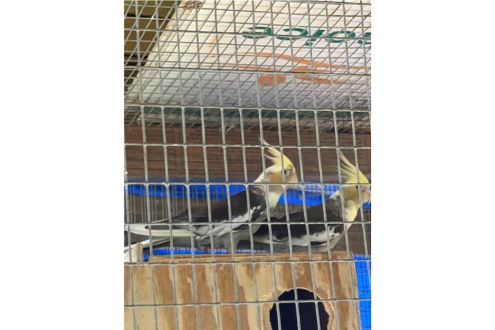 Pareja joven de Cockatieles