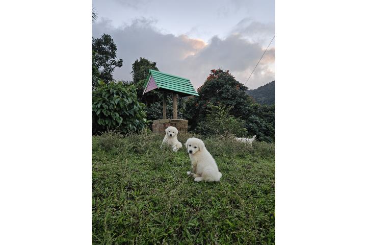 Cachorros pastor maremma italiano