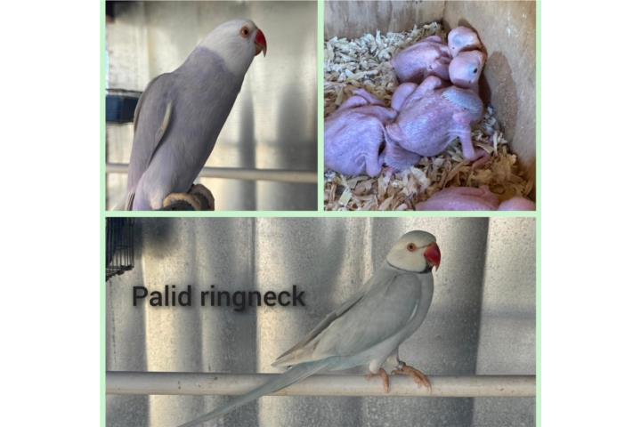 Hermosas ringneck pallid azul y violeta
