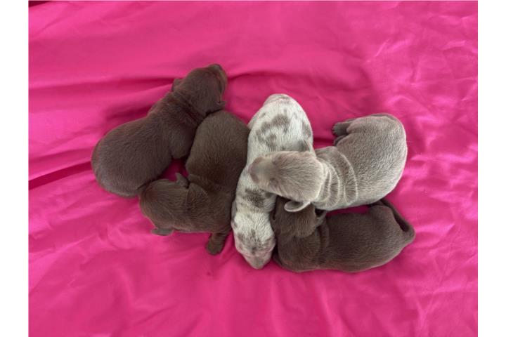 Dachshund (Salchichas) hembra y machos