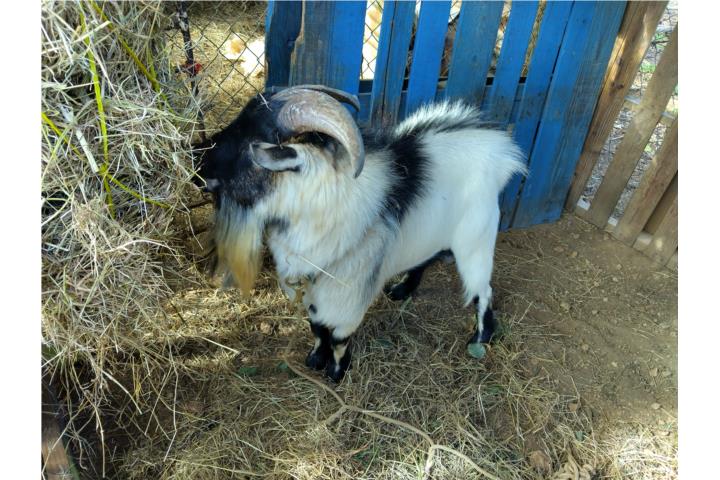 Cabro enano $300 tremendo padrote joven