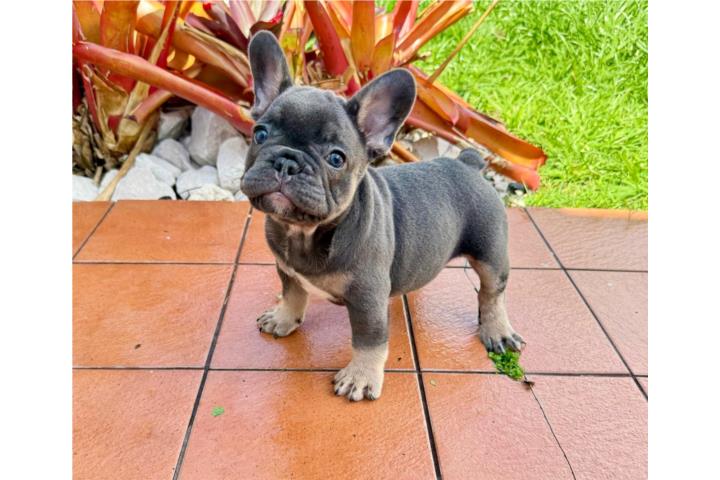 BLUE TRICOLOR FRENCH BULLDOG