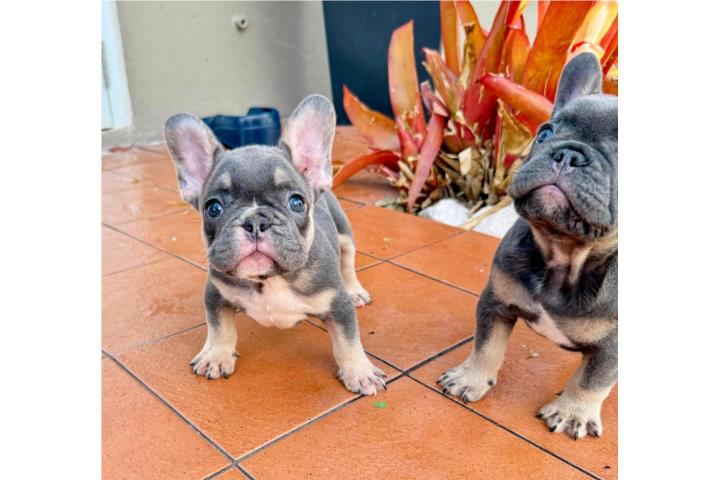 French Bulldog Tricolor