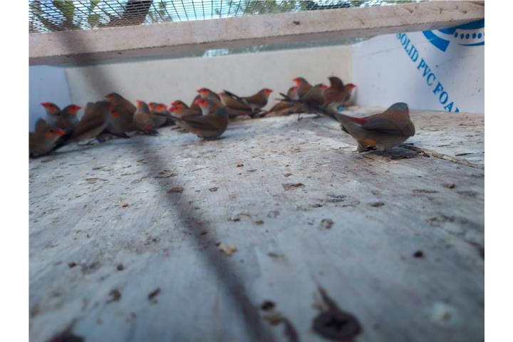 Orenchi finches pajaritos