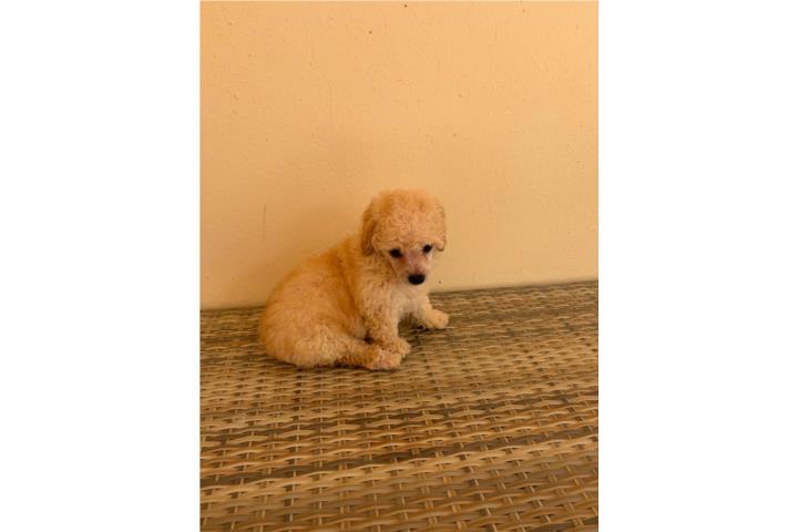 Toy Poodle