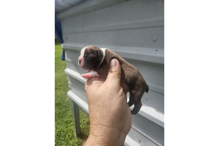 Preciosa pareja boston terrier rojos y blanco