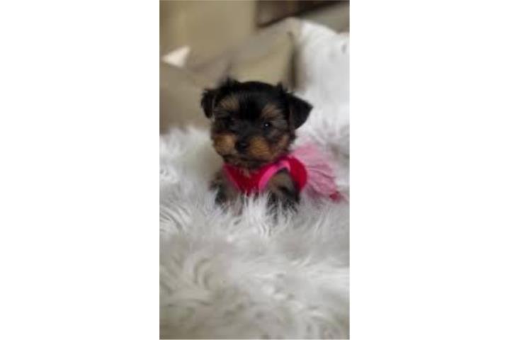 Toy Yorkie Bella!