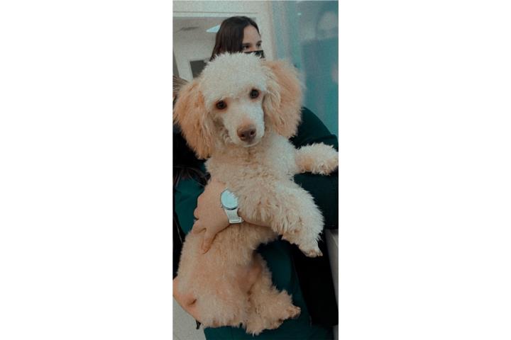 Poodle toy macho 12 lbs