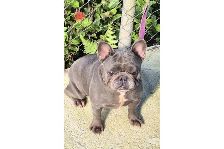 FRENCH BULLDOG AKC Hembra