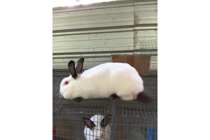 Coneja Californiana lea