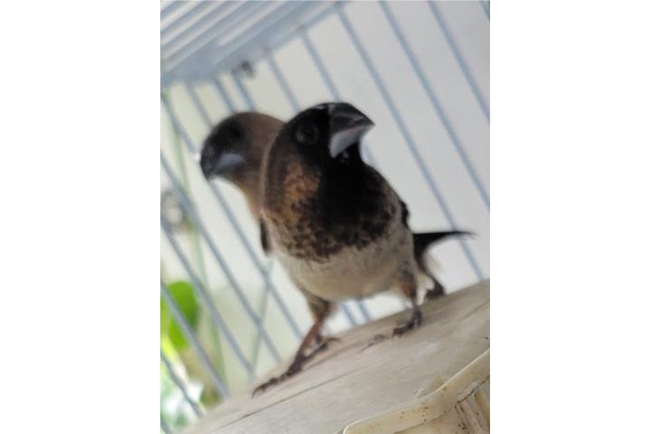 FINCHES SOCIETY JOVENES BAYAMON