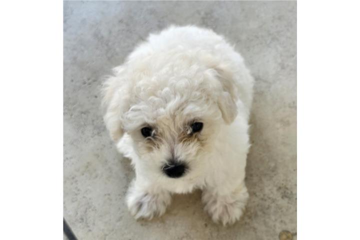 Hermosa nena blanca toy poodle