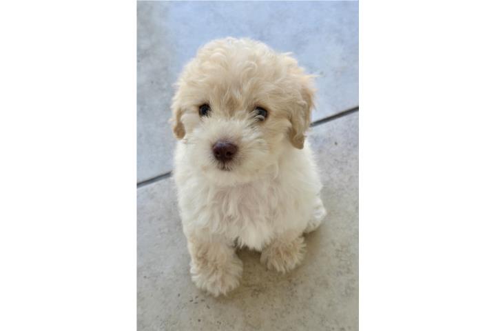 Machito Toy poodle