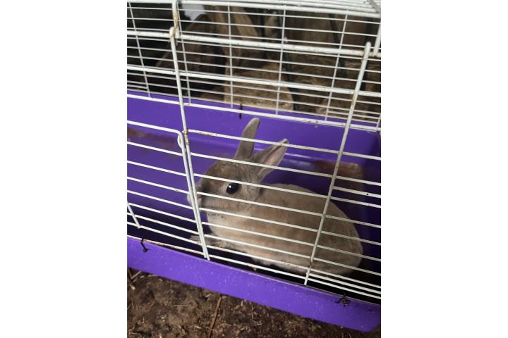 Hermosa coneja masa $40