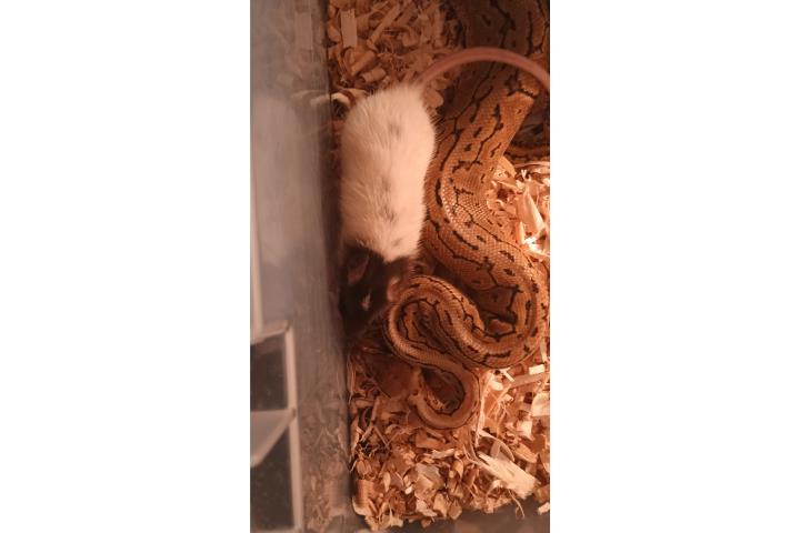 Pinstripe het. piebald Puerto Rico