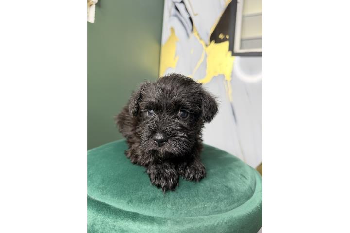 Schnauzer Negros