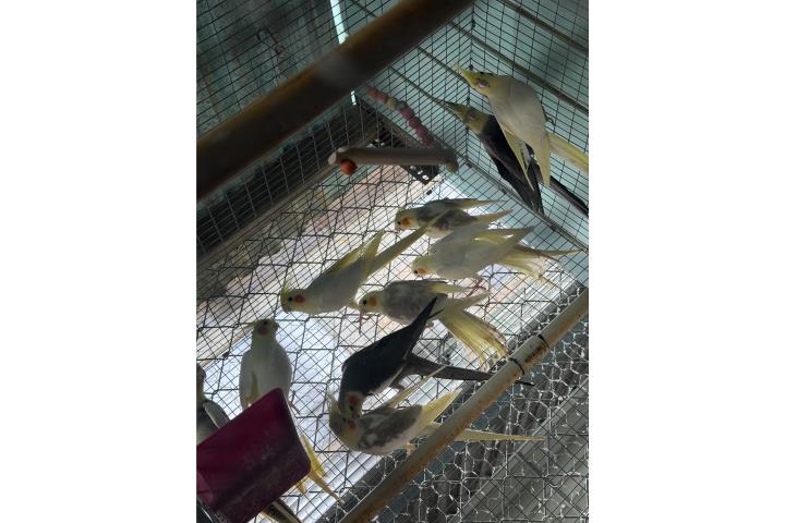 Cockatiels machos variedad