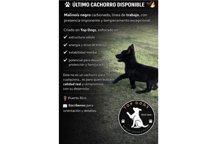 Pastor belga Malinois