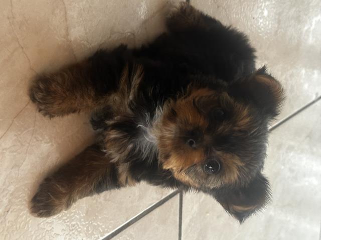 Hermoso Yorkie nene Puerto Rico