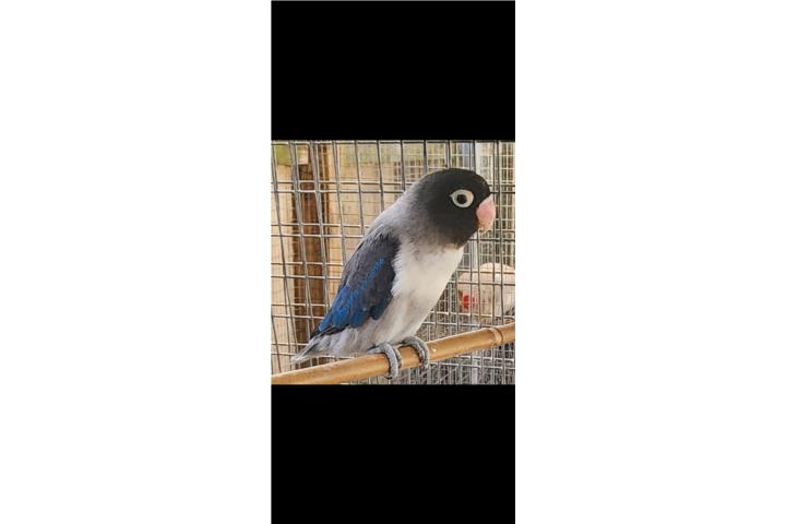 Enmascarada euwing Puerto Rico