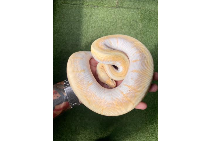 Preciosa Ball Python  Puerto Rico