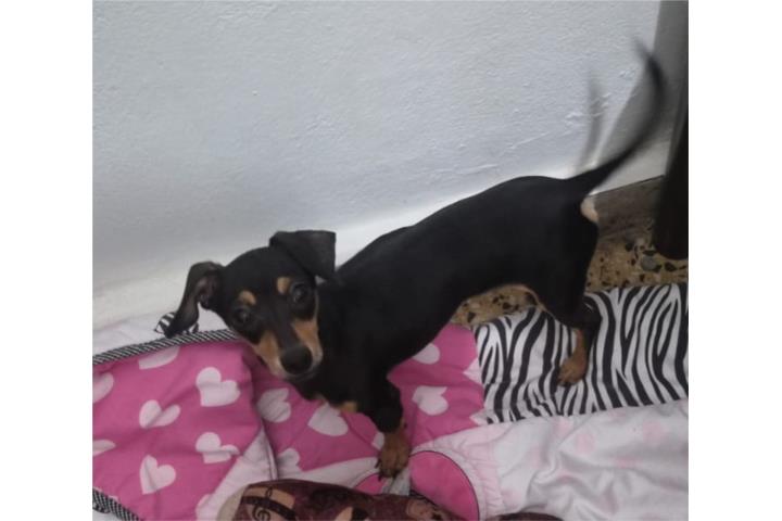 Precioso Perro Macho Salchicha  Puerto Rico