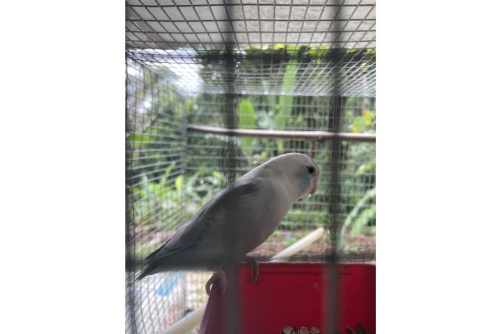 Hermosos Parrotlets Pareja Puerto Rico