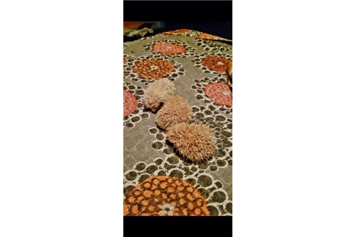 Erizos de tierra 3 hembras  Puerto Rico