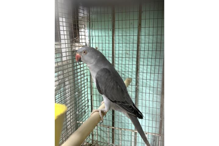 Ring Neck Gris hembra  Puerto Rico