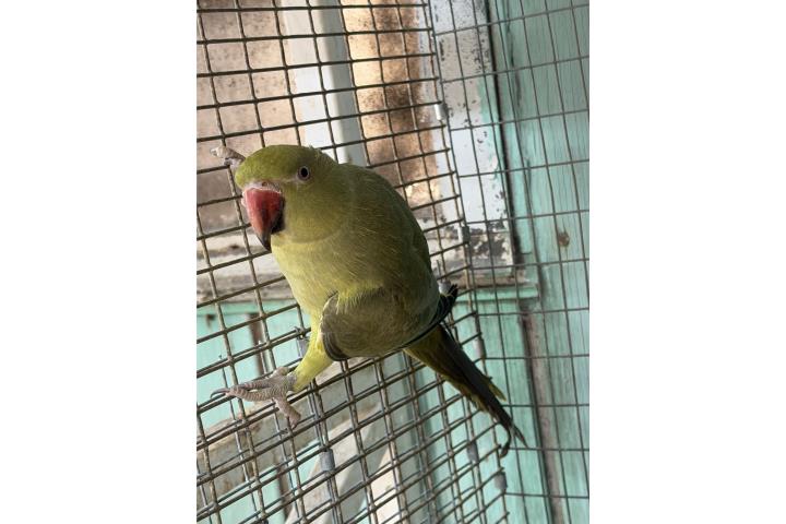 Ring Reck verde olivo hembra  Puerto Rico