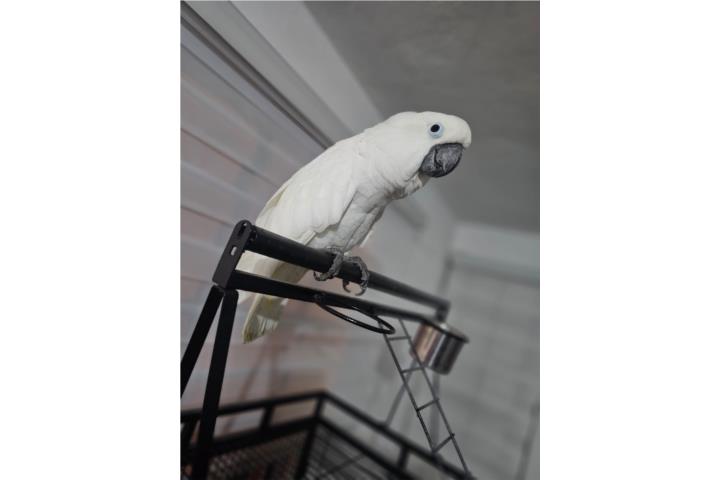 Cacatúa umbrella macho manso Puerto Rico