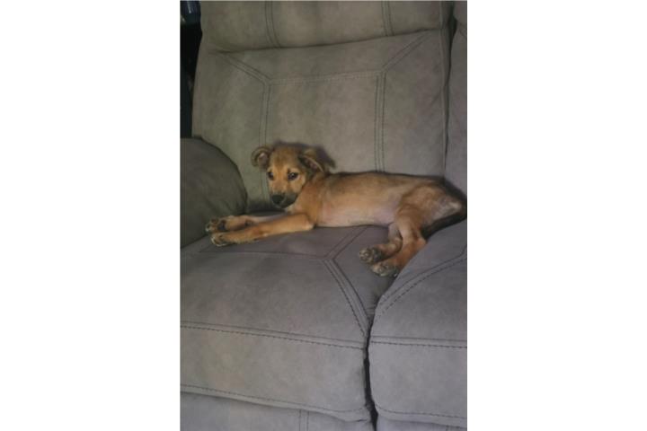 Buscando hogar para Darla Puerto Rico