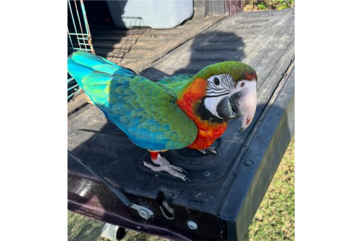 Guacamayo Puerto Rico