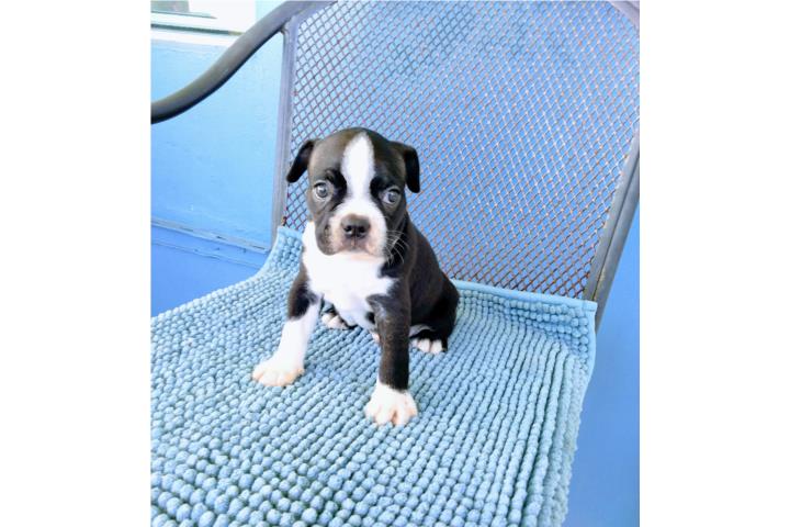 BELLO BOSTON TERRIER-PAPÁ RED-CON PAPELES-VAC