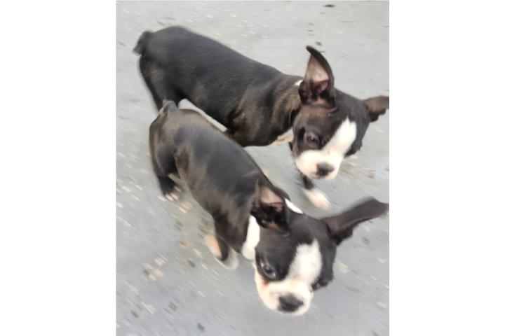 Preciosos Boston Terrier Ultimos