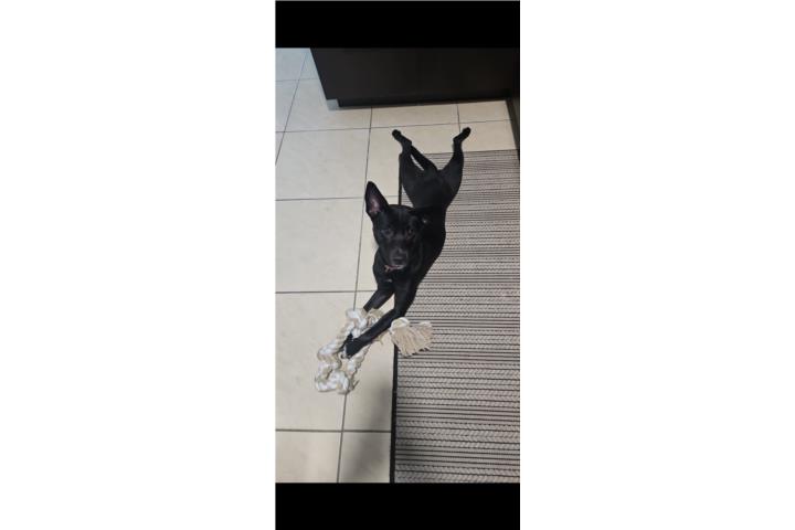 Se regala perrita sata