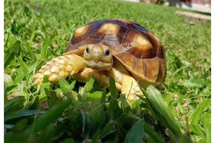 Tortugas terrestres sulcatas nacidas en PR