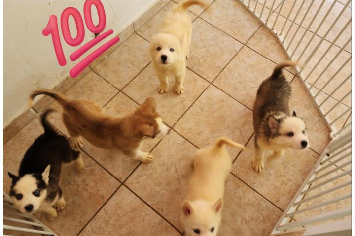 Husky Siberiano Puerto Rico