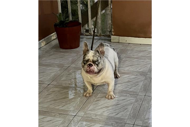 French bulldog merle Puerto Rico