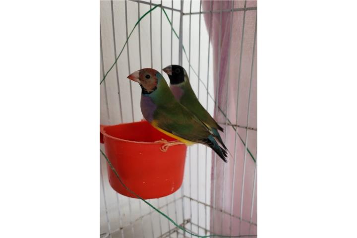 Pareja de gouldian Puerto Rico