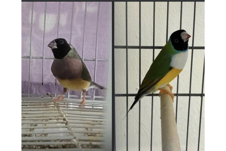 Parejita de gouldian  Puerto Rico