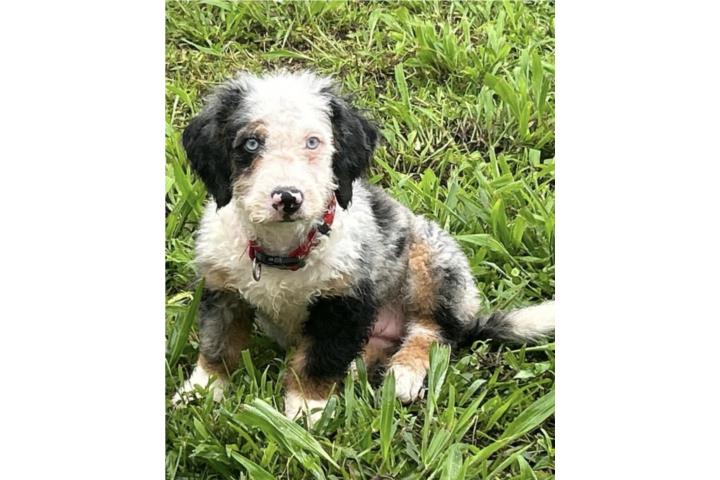 Merly mini bernadoodle  Puerto Rico