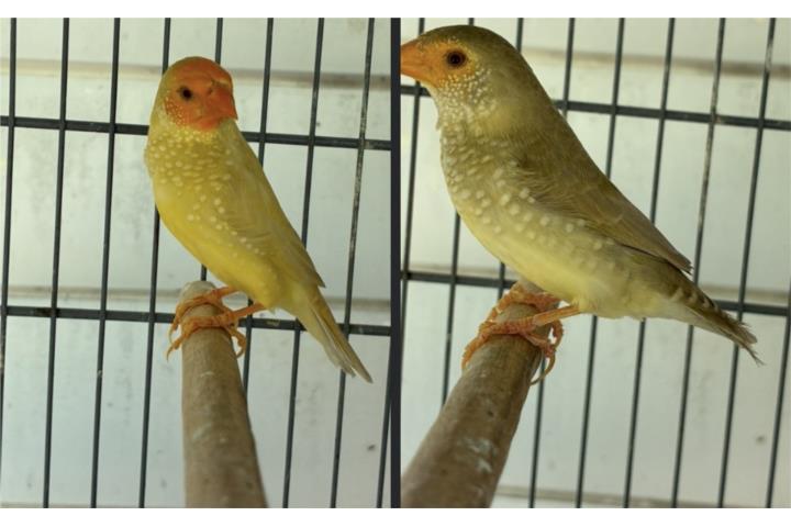 Parejita starfinch Puerto Rico