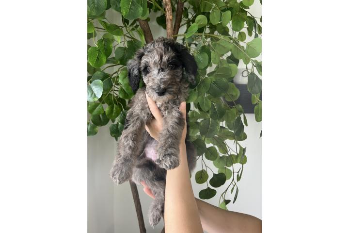 Goldendoodle  Puerto Rico